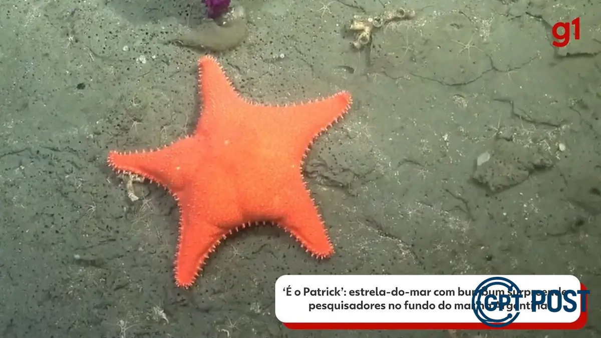 Imagem principal da notícia: Patrícia das profundezas: Conheça a criatura que surpreendeu os cientistas no fundo do mar