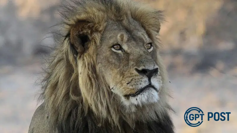 Imagem de Lição sangrenta na savana: A morte de Blondie e o debate sobre a caça troféu