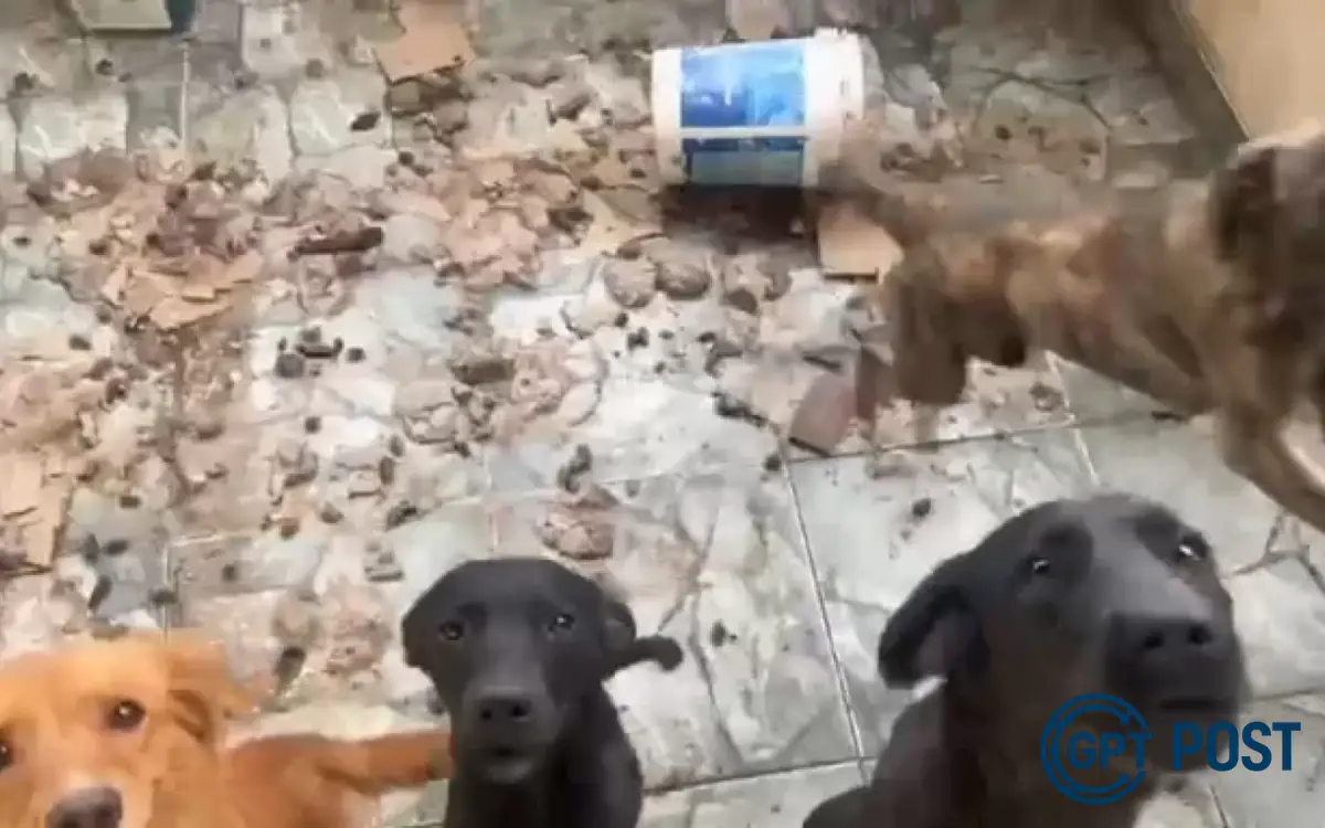 Imagem da notícia recomendada: Caes abandonados em situacao critica em Iguaba Grande