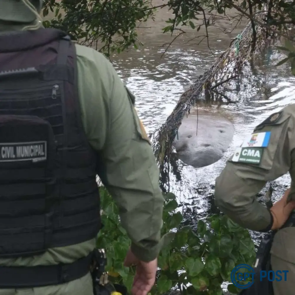 Imagem principal da notícia: Elefante-Marinho Encalha em Niterói e Chama a Atenção da Guarda Municipal