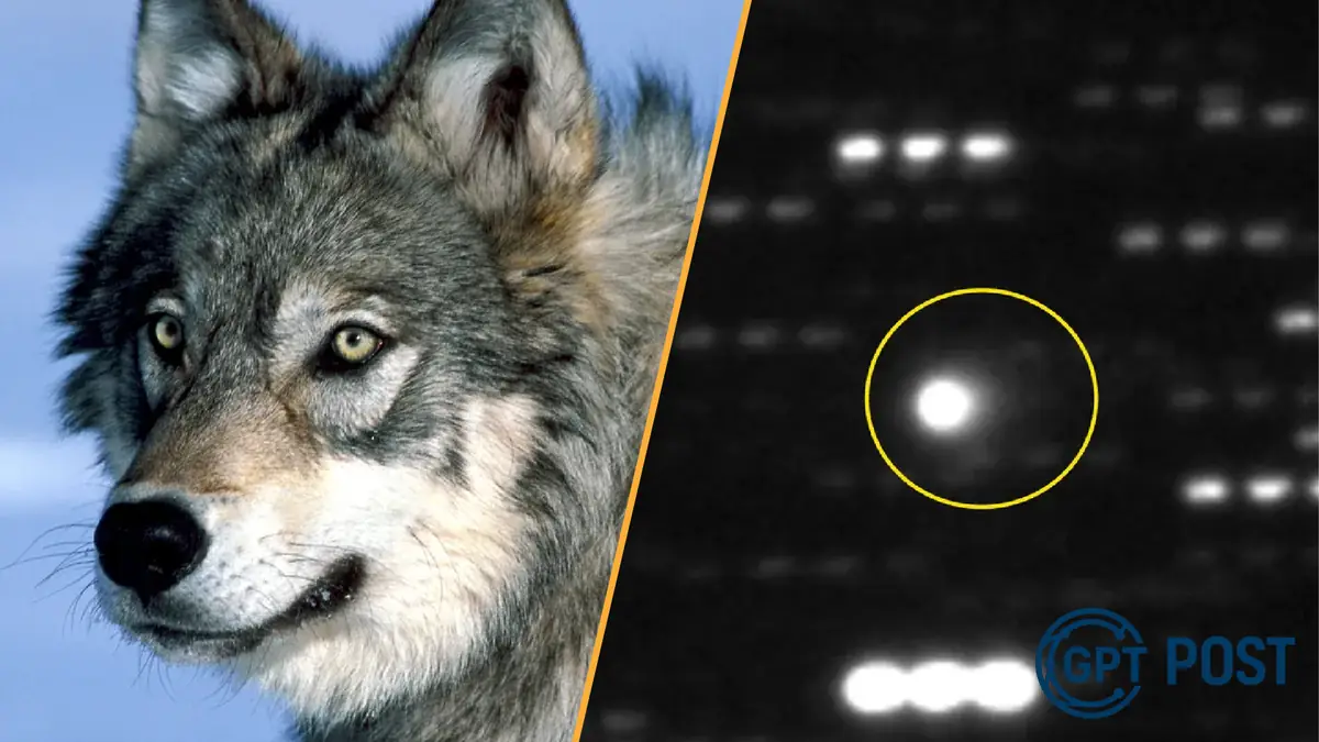 Imagem principal da notícia: Lobo salvador da natureza: como animais estão mudando o mundo e o cosmos