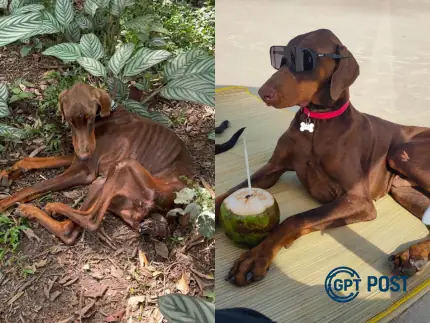 Imagem principal da notícia: De Abandono a Redenção: O Resgate Que Salvou Cães em Quatro Barras, no Paraná