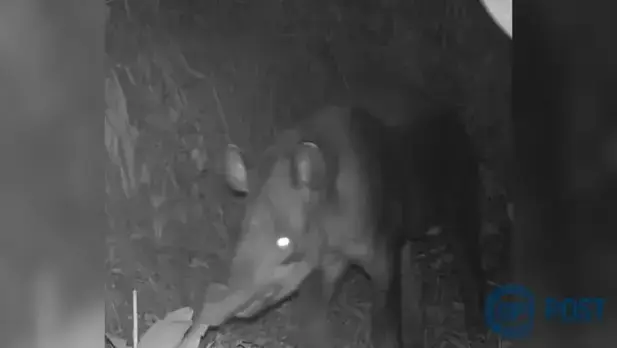 Imagem principal da notícia: Flagrante de Antas em Jaraguá do Sul: Um Sinal de Ecológico Positivo