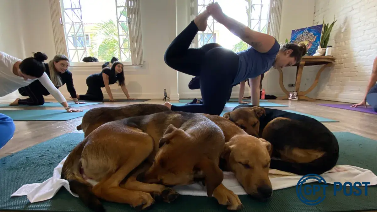 Imagem principal da notícia: Yoga com cachorrinhos resgatados: uma prática relaxante e cheia de amor
