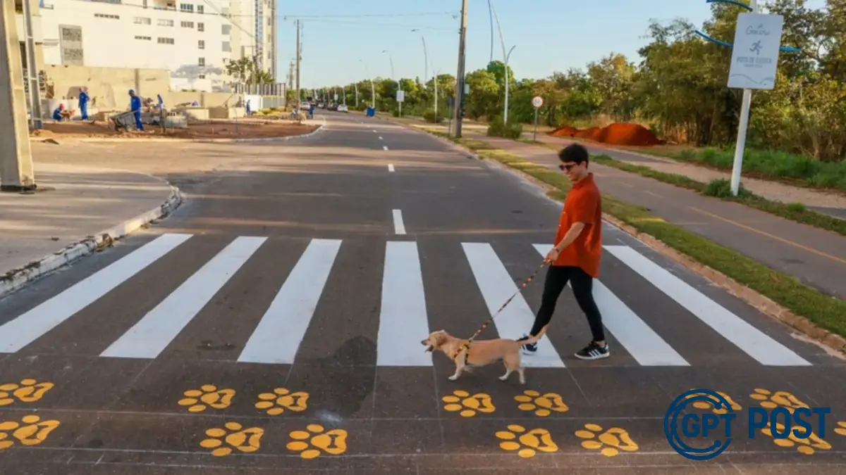 Imagem principal da notícia: Curitiba quer proteger pets com 'patadestres', saiba mais!