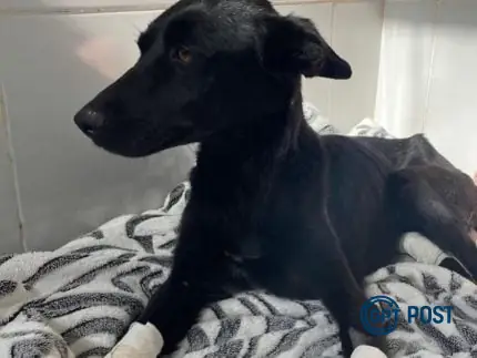 Imagem principal da notícia: Homem que mutilou as patas de sua cachorra é denunciado pelo Ministério Público