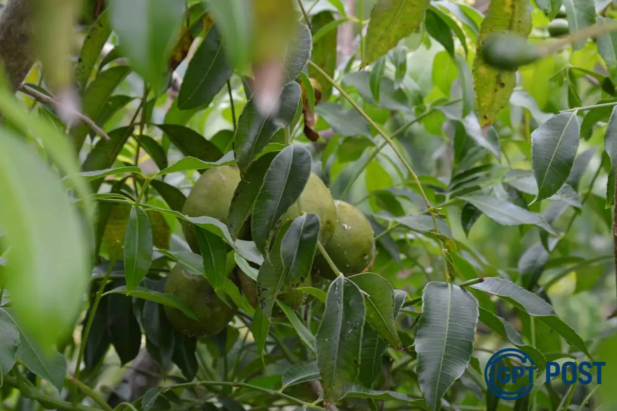 Imagem da notícia recomendada: Cajá-manga: A fruta tropical que é uma verdadeira superfood