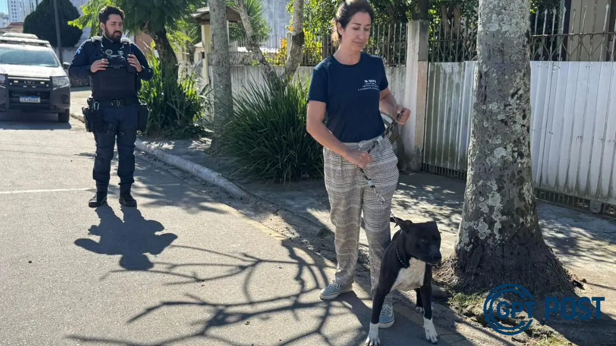 Imagem principal da notícia: Pitbull abandonado em Balneário Camboriú é resgatado após denúncia há duas semanas