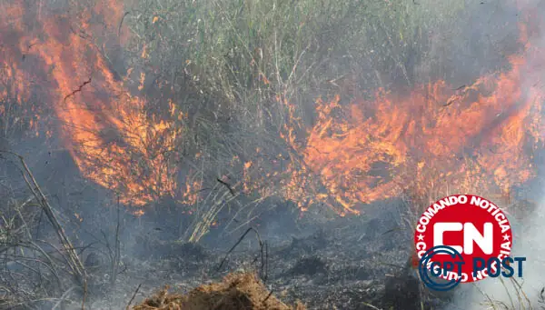 Imagem principal da notícia: Fogo e seca: como o clima extremo está queimando o Brasil
