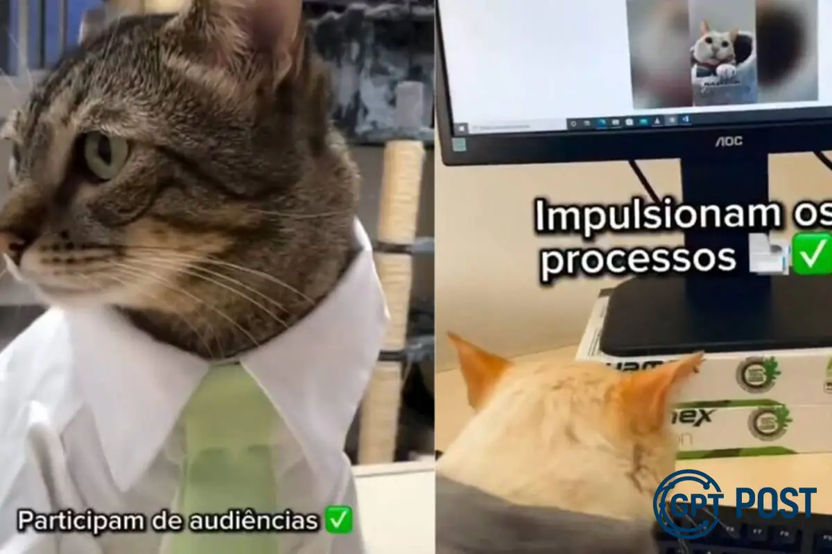 Imagem da notícia recomendada: As gatinhas estagiárias da PGE/SC que viralizaram a internet