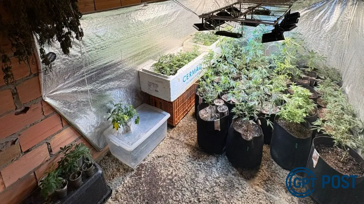 Imagem de Homem que vendia maconha como remédio é preso em Blumenau após idosa passar mal
