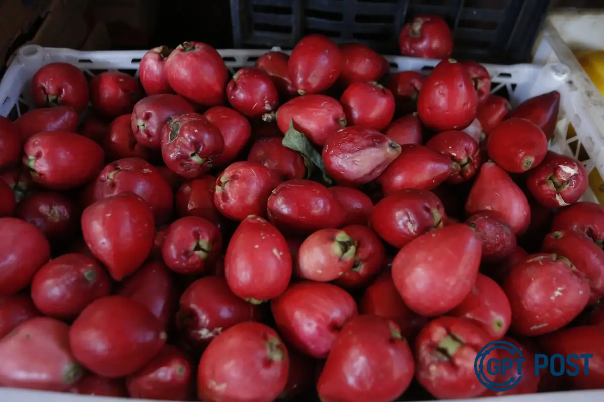Imagem da notícia recomendada: Jambo: A Fruta que Previne Doenças do Coracao e Salva Vidas