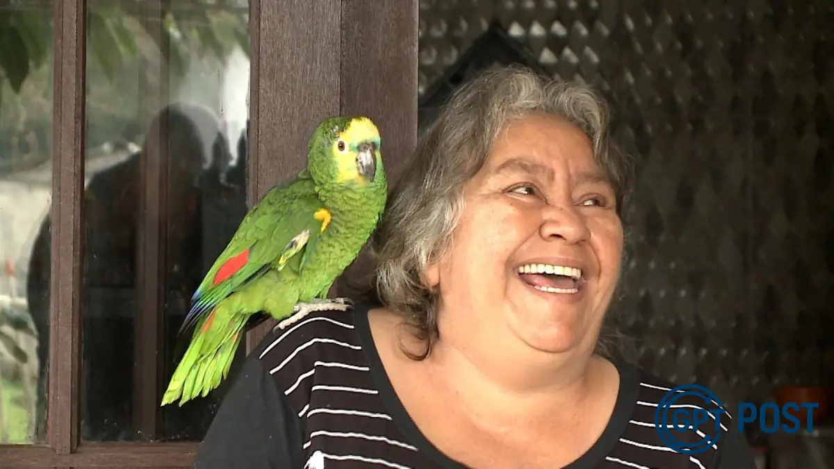 Imagem principal da notícia: Amor de mãe: papagaio Louro volta para casa após um mês apreendido