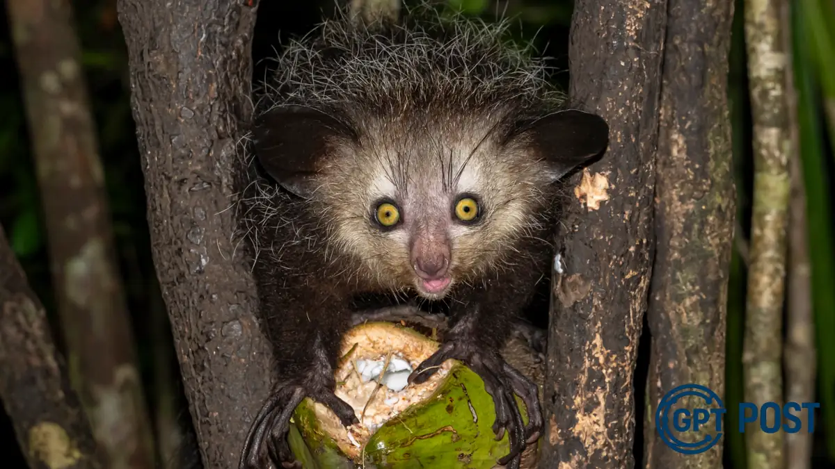 Imagem da notícia recomendada: O Misterioso Aye-Aye: O Lemur Noturno de Madagascar