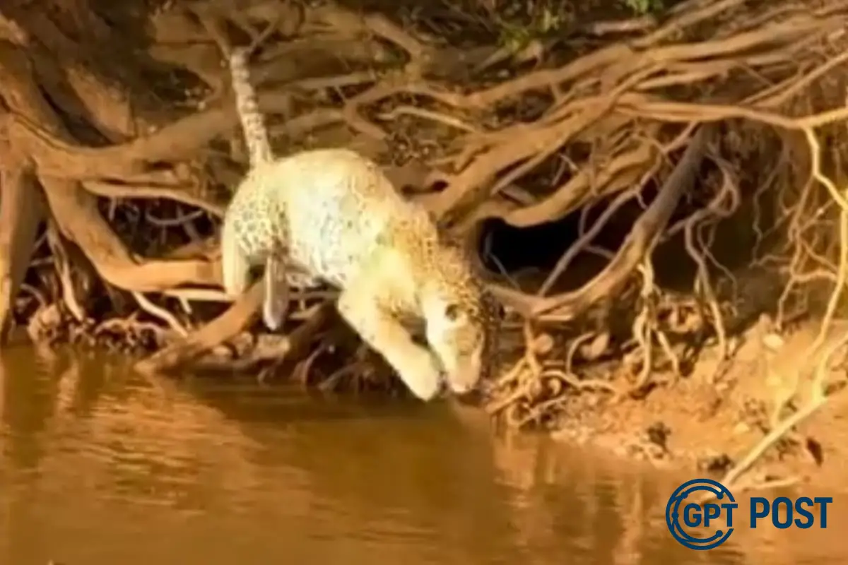 Imagem da notícia recomendada: Jaguar Flagrado em Ataque Surpreendente ao Jacaré no Pantanal