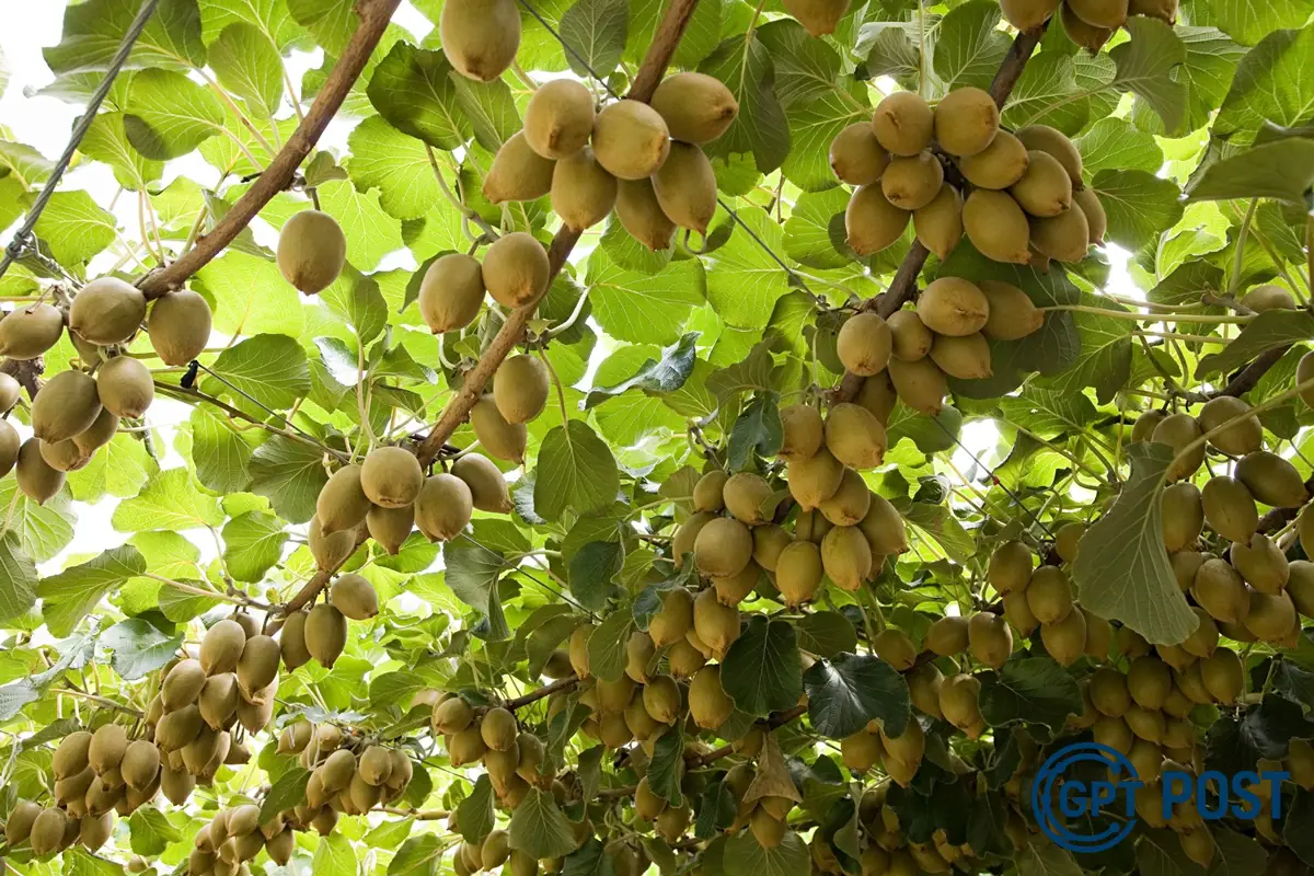 Imagem da notícia recomendada: Kiwi antes de dormir: descubra como a fruta pode mudar seu sono