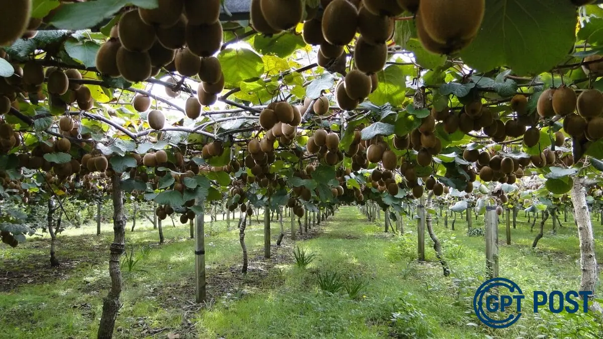 Imagem principal da notícia: Descubra como comer 2 unidades dessa fruta antes de dormir pode mudar o seu sono para melhor