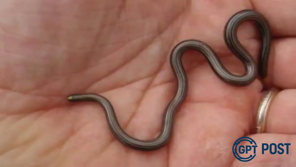 Imagem de A menor cobra do mundo reaparece após 20 anos considerada extinta