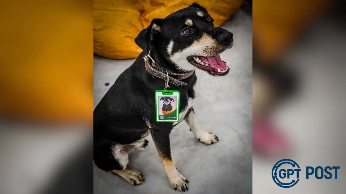 Imagem de Chico, o estaugiário desaparecido: Atração do Cepan pede ajuda para encontrar seu mascote