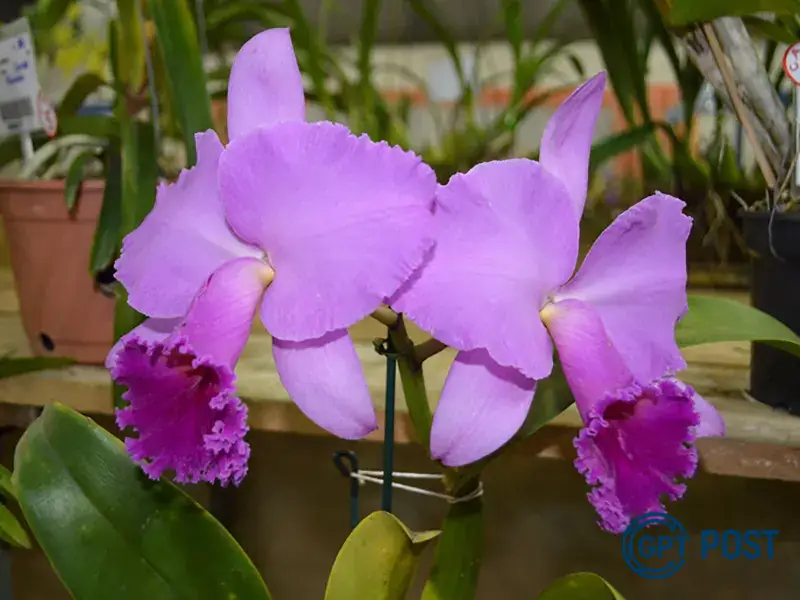 Imagem principal da notícia: Exposição Nacional de Orquídeas em Salto: Um Encontro com a Beleza da Natureza