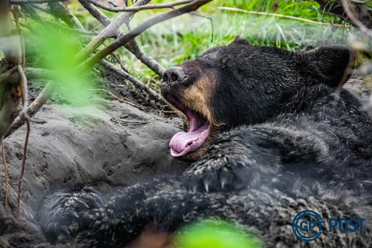 Imagem de DNA Humano E Hibernação: Descoberta Revolucionária ou Apenas um Sonho?