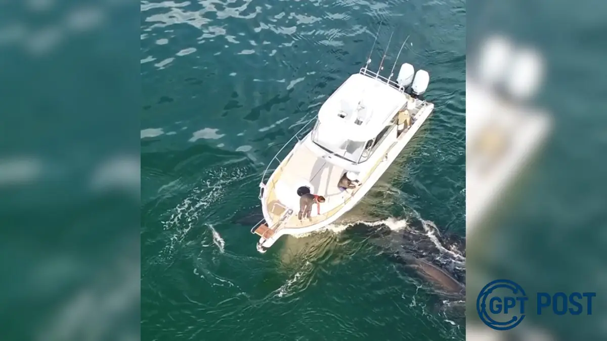 Imagem principal da notícia: Barco atropela baleia com filhote em Florianópolis: o drama no paraíso dos cetáceos