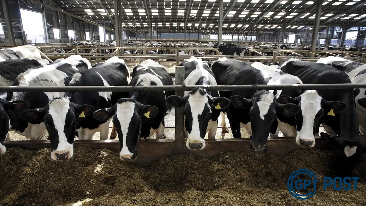 Imagem principal da notícia: O perigo escondido do leite cru: entenda a maior surto de Salmonella nos EUA em anos