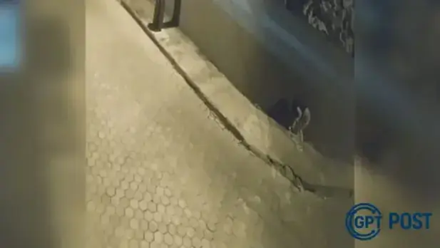 Imagem principal da notícia: Abandono de filhote de cachorro comove em Joinville: Justiça investiga ex-tutora flagrada por câmera