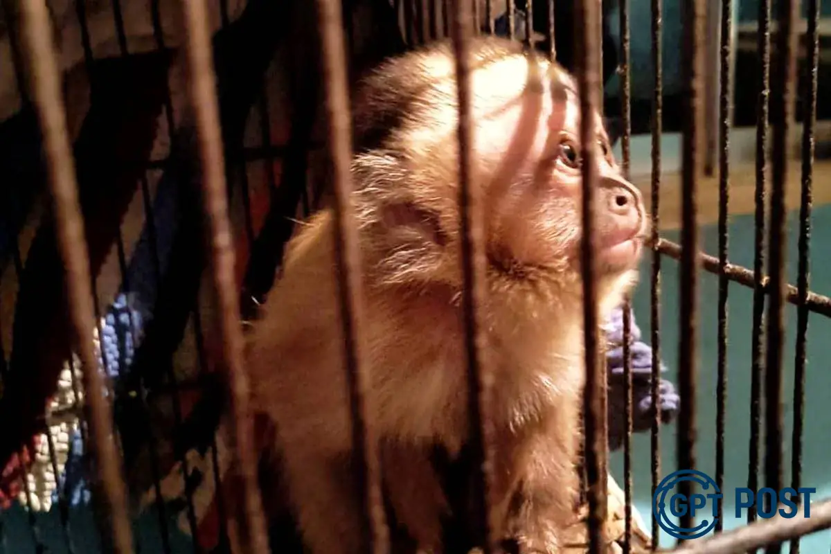 Imagem principal da notícia: Brasil proíbe testes de cosméticos em animais: uma nova era para a proteção animal