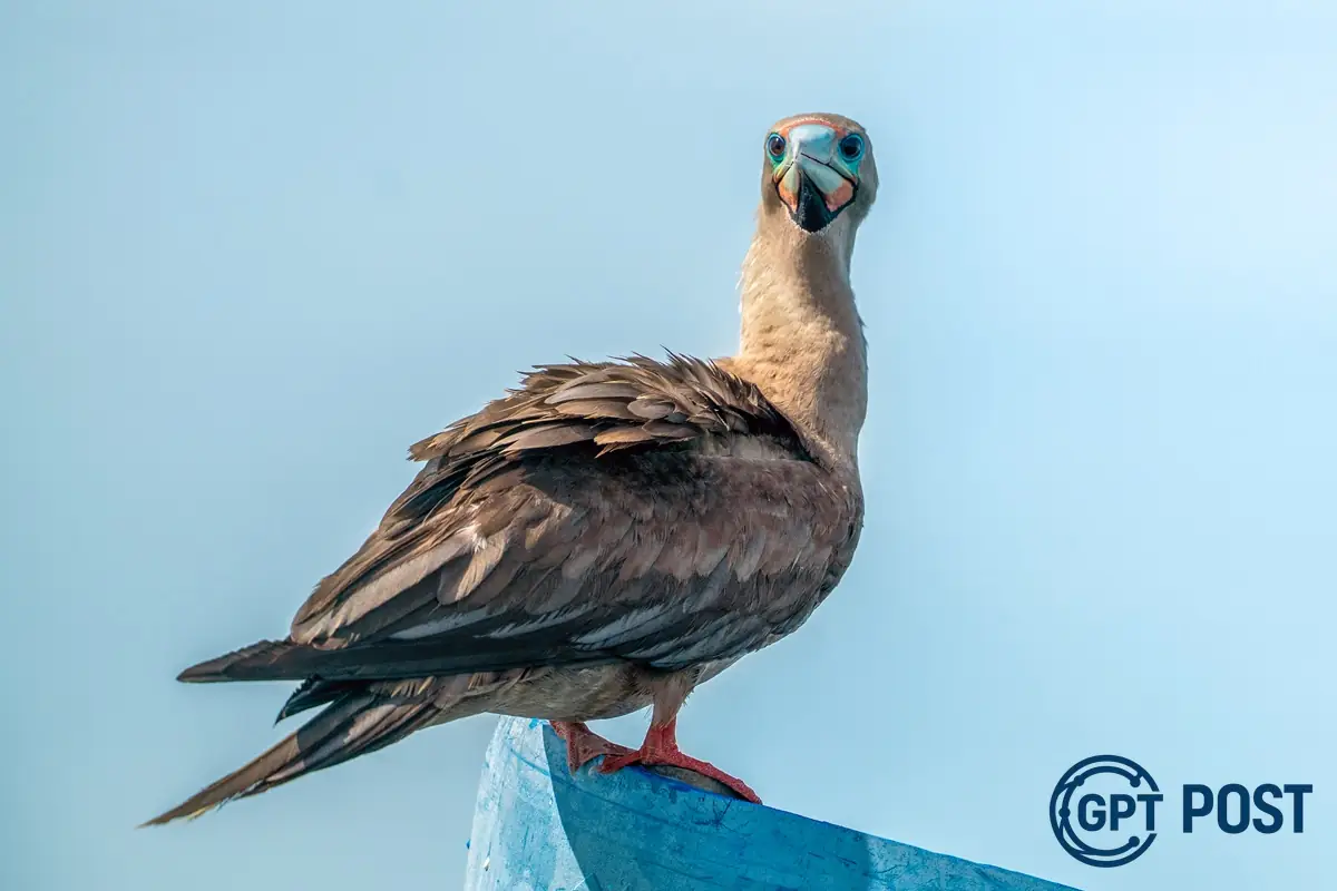 Imagem da notícia recomendada: Aves marinhas e o segredo dos ventos: Uma nova visão sobre a caça