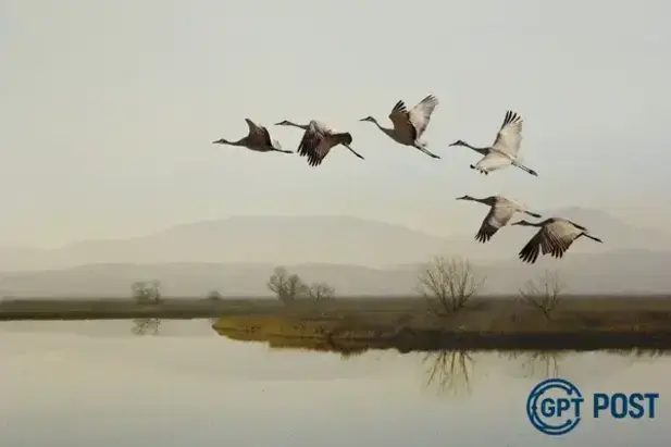 Imagem principal da notícia: Aves migratórias: Descubra como elas voam milhares de quilômetros sem se perder!
