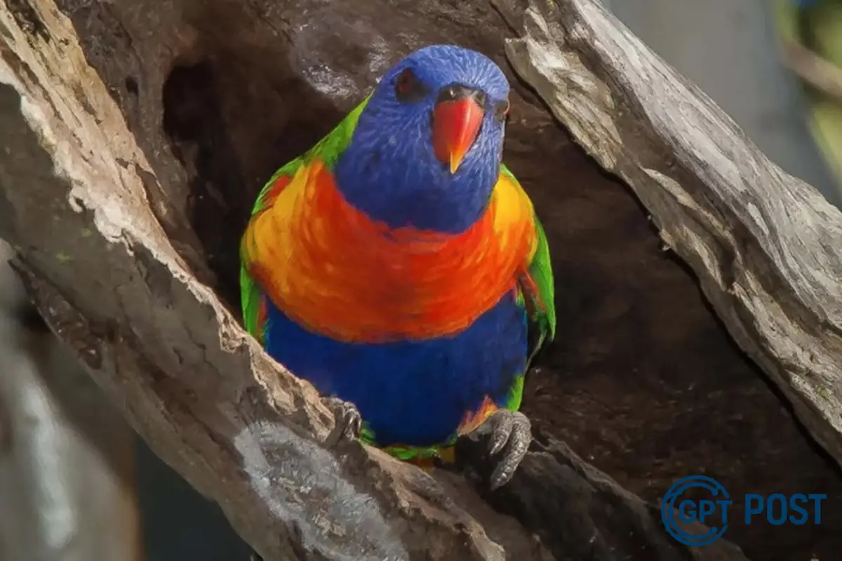 Imagem principal da notícia: Troca de sexo em aves selvagens abre novos horizontes para a conservação