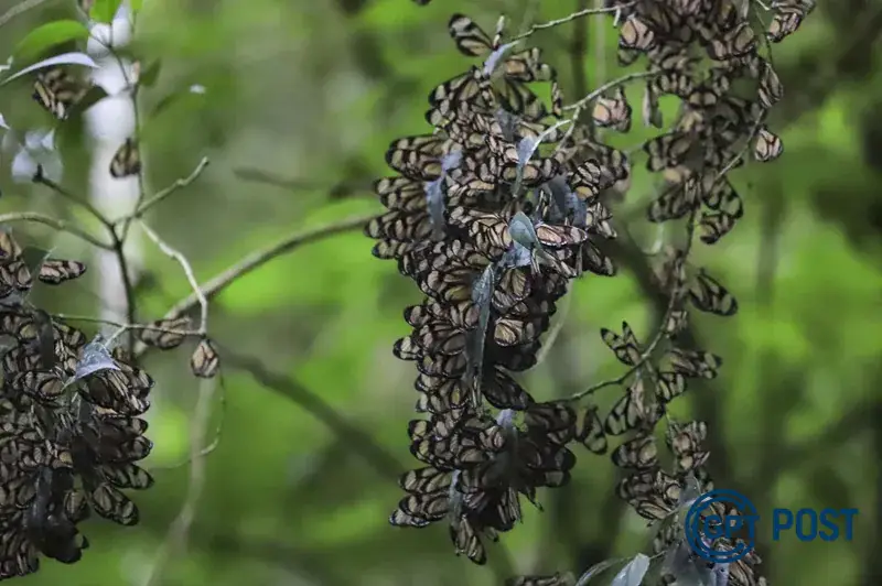 Imagem principal da notícia: Descoberta rara: 10 mil borboletas 'asas-de-vidro' encantam Curitiba