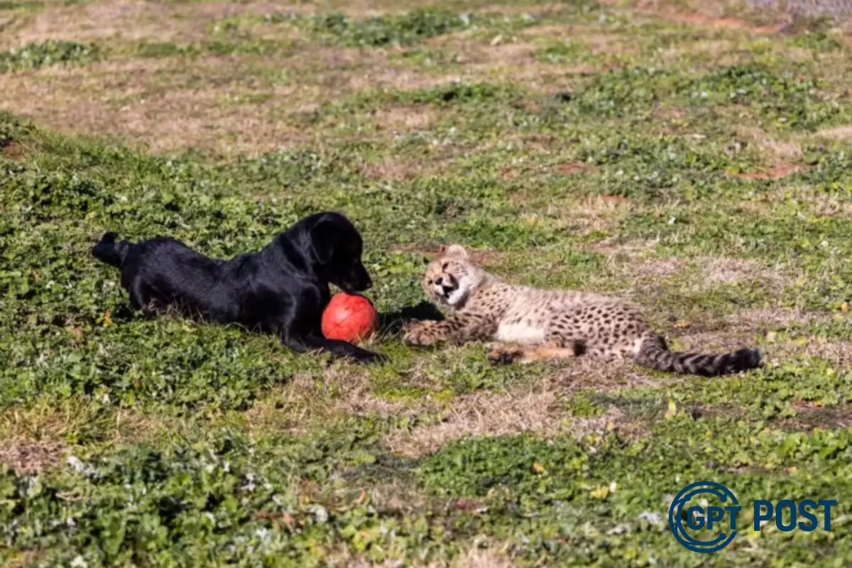 Imagem principal da notícia: Amizade entre filhote de guepardo e cachorro conquista corações no zoológico