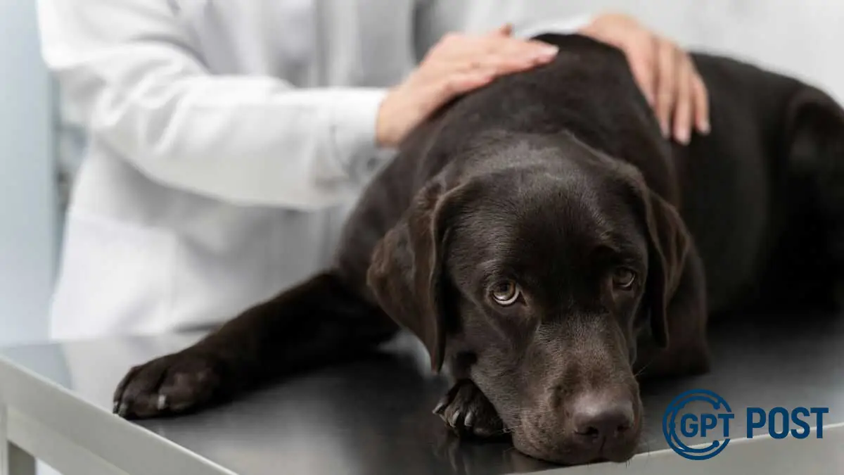 Imagem principal da notícia: Câncer em cães: entenda a doença que assombra os pets brasileiros
