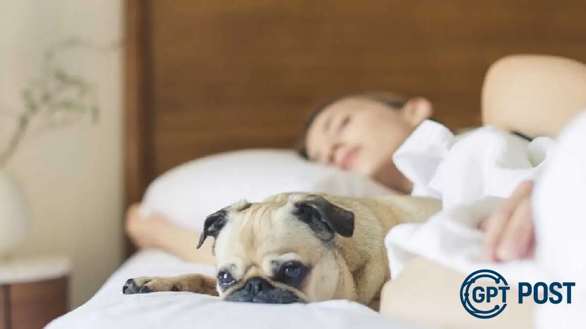 Imagem da notícia recomendada: Dormir com os pets: saiba os benefícios e como fazê-lo com segurança