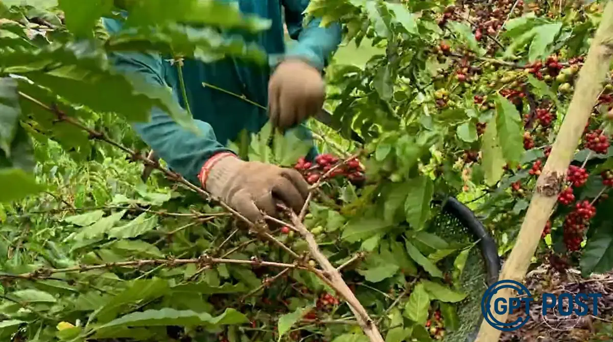 Imagem principal da notícia: Brasil parou de exportar 500 mil sacas de café após tarifaço de Trump