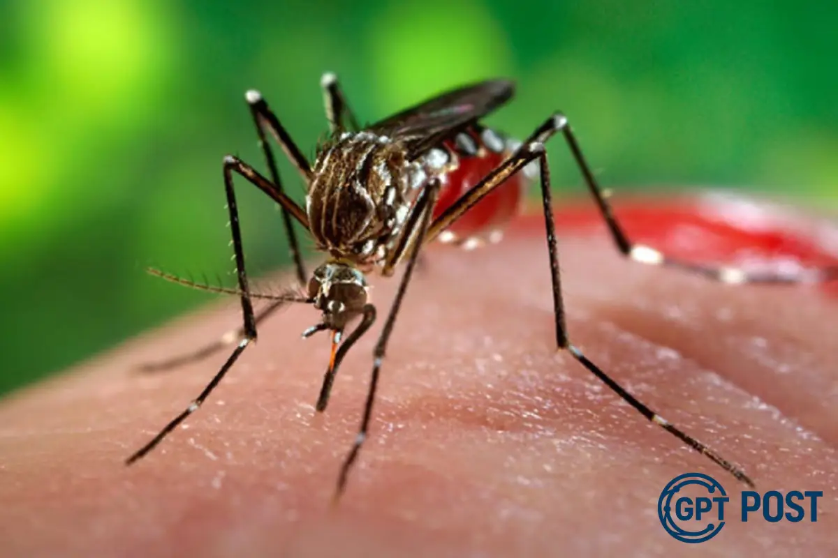 Imagem principal da notícia: A sombras da epidemia: Chikungunya volta a ameaçar o mundo
