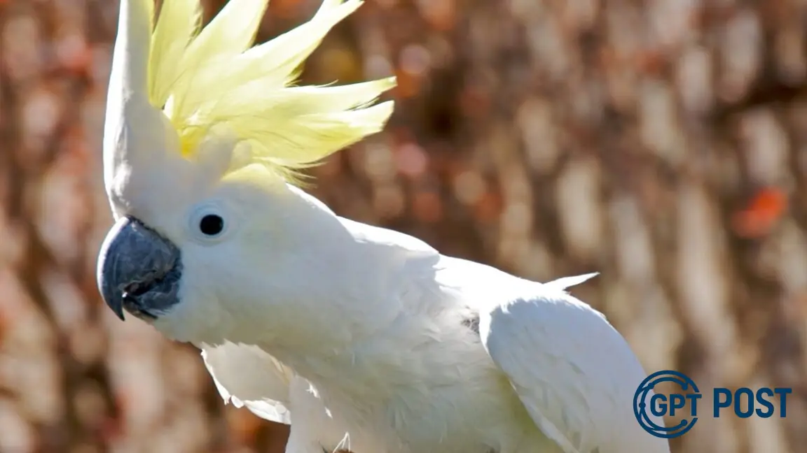 Imagem da notícia recomendada: Cockatoo: Aves que Dançam e Desafiam Nossas Noções de Unicidade Humana