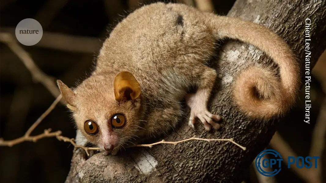 Imagem de Mapas moleculares de primatas revelam segredos da evolução humana