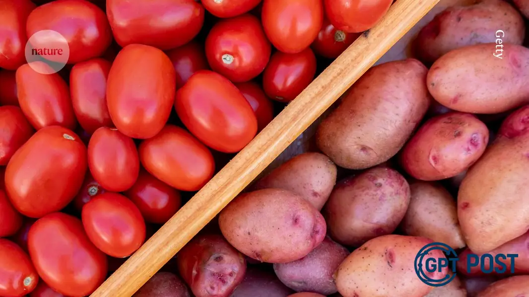 Imagem principal da notícia: Uma descoberta inesperada: o amor entre tomate e batata que mudou a história