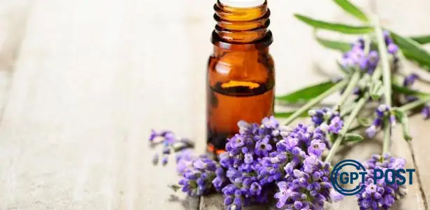 Imagem de Descubra os Poderes da Lavanda: Saúde, Paz e Prosperidade