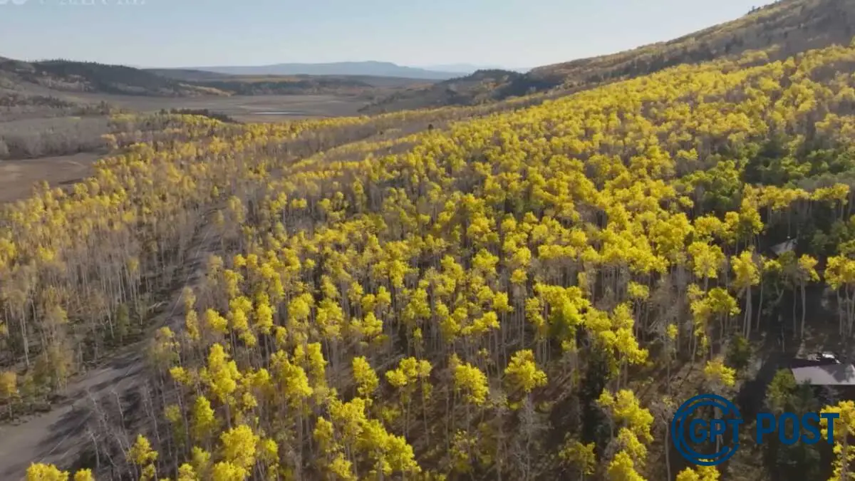 Imagem principal da notícia: Descoberta da maior e mais velha árvore do mundo surpreende a ciência