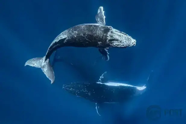 Imagem principal da notícia: Onda de Calor no Oceano: Impactos Ecológicos e Econômicos Revelados por Estudo