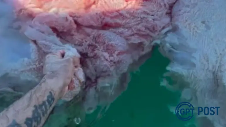 Imagem principal da notícia: Placenta de baleia descoberta em Florianópolis: Uma história de vida no oceano