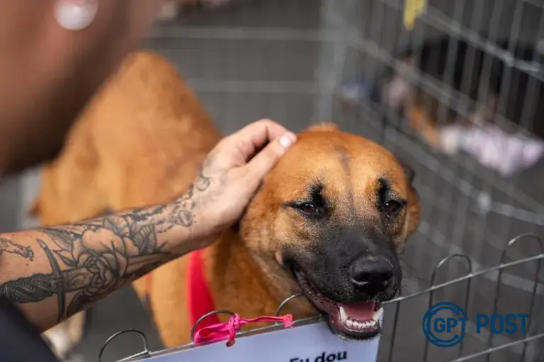 Imagem da notícia recomendada: Adotar animais pode render desconto no IPTU em Curitiba - Conheça o projeto que incentiva a adoção responsável