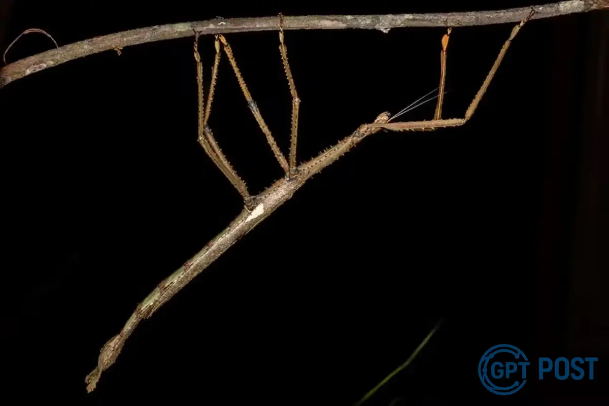 Imagem principal da notícia: Inseto do tamanho de uma mochila é descoberto na Austrália