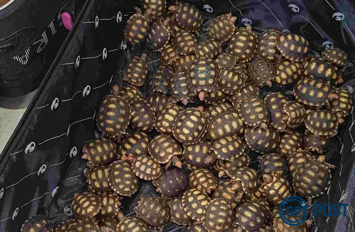 Imagem de Homem transporta 600 filhotes de jabutis e é pego pela PRF