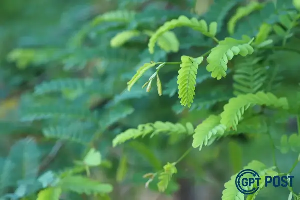 Imagem principal da notícia: Leucena: A Planta Que virou problema Ambiental no Brasil