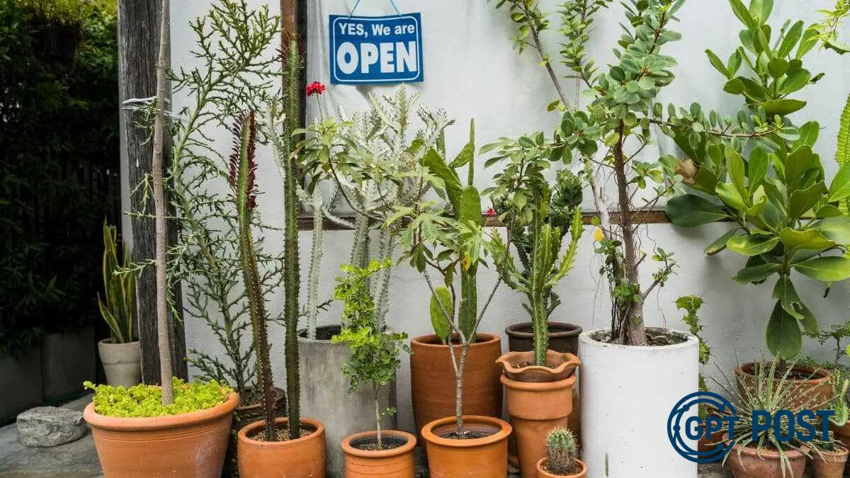 Imagem de 4 Plantas que Protegem sua Casa e Transformam sua Entrada em um Escudo Energético